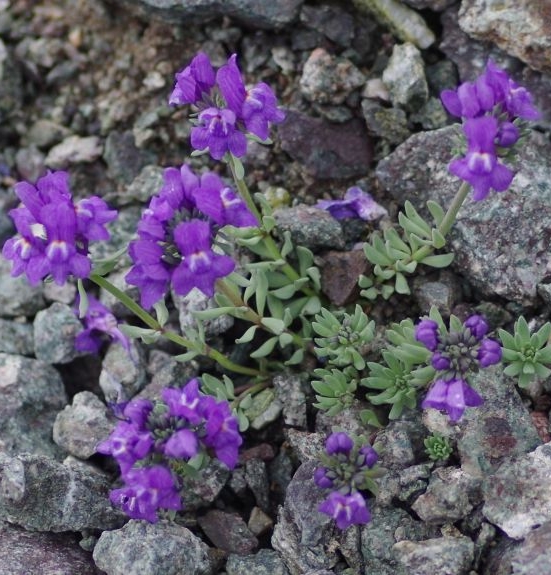 Pflanzenbild gross Alpen-Leinkraut - Linaria alpina