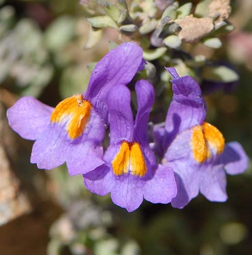 Pflanzenbild gross Alpen-Leinkraut - Linaria alpina