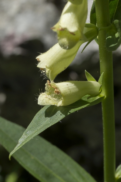 Pflanzenbild gross Gelber Fingerhut - Digitalis lutea