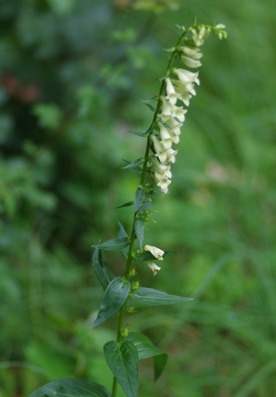 Pflanzenbild gross Gelber Fingerhut - Digitalis lutea