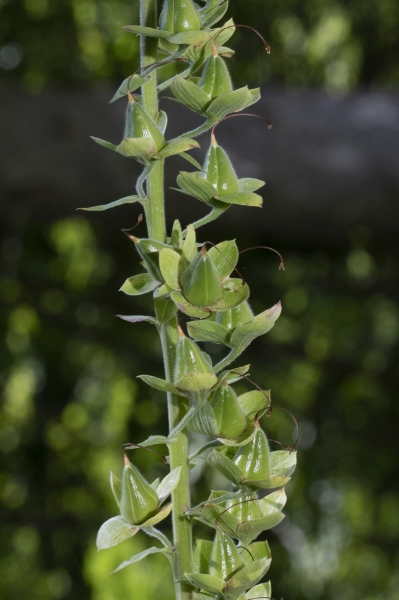Pflanzenbild gross Roter Fingerhut - Digitalis purpurea