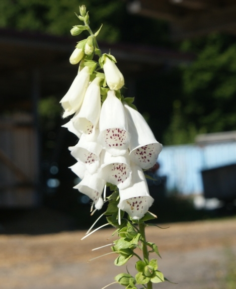 Pflanzenbild gross Roter Fingerhut - Digitalis purpurea