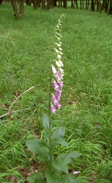 Pflanzenbild gross Roter Fingerhut - Digitalis purpurea