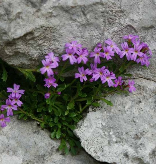 Pflanzenbild gross Leberbalsam - Erinus alpinus