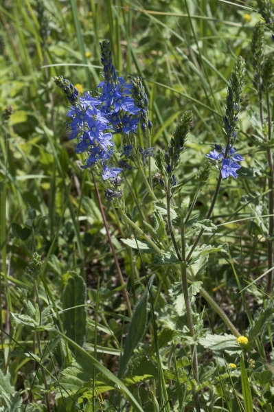 Pflanzenbild gross Grosser Ehrenpreis - Veronica teucrium