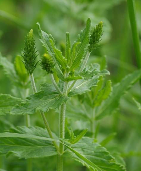 Pflanzenbild gross Grosser Ehrenpreis - Veronica teucrium