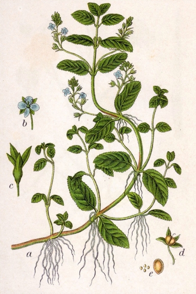 Pflanzenbild gross Bachbungen-Ehrenpreis - Veronica beccabunga