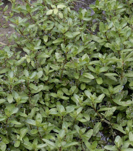 Pflanzenbild gross Bachbungen-Ehrenpreis - Veronica beccabunga