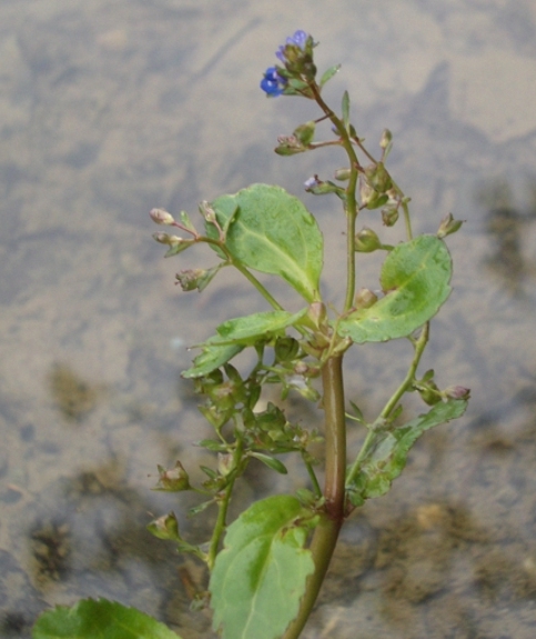 Pflanzenbild gross Bachbungen-Ehrenpreis - Veronica beccabunga