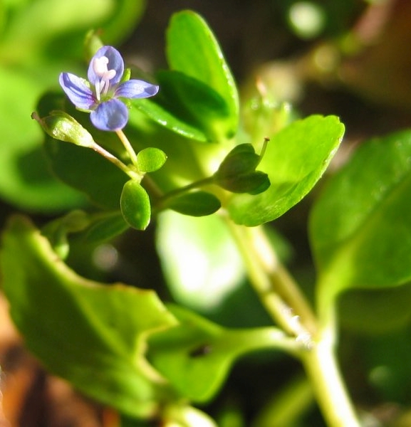 Pflanzenbild gross Bachbungen-Ehrenpreis - Veronica beccabunga