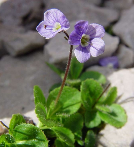 Pflanzenbild gross Blattloser Ehrenpreis - Veronica aphylla