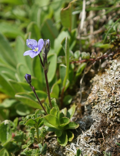 Pflanzenbild gross Blattloser Ehrenpreis - Veronica aphylla