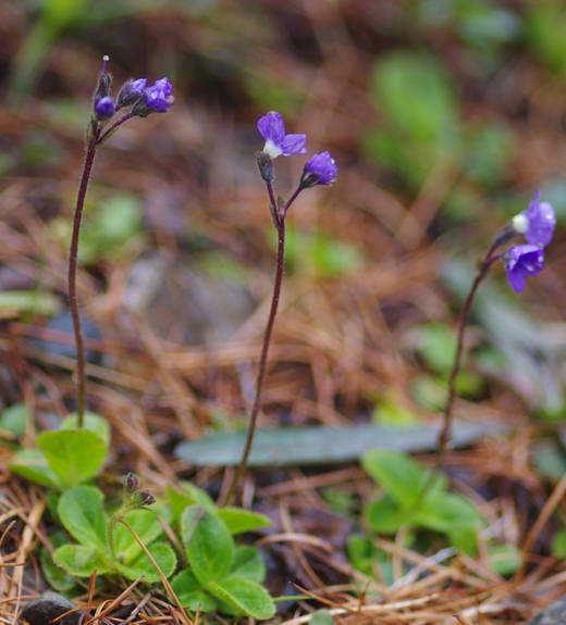 Pflanzenbild gross Blattloser Ehrenpreis - Veronica aphylla