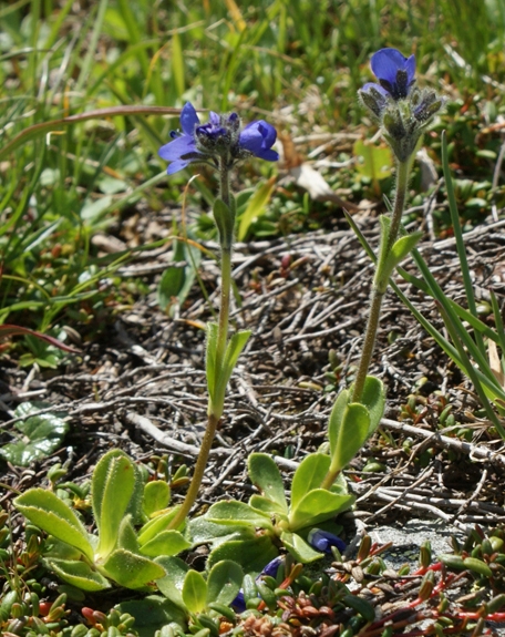 Pflanzenbild gross Masslieb-Ehrenpreis - Veronica bellidioides