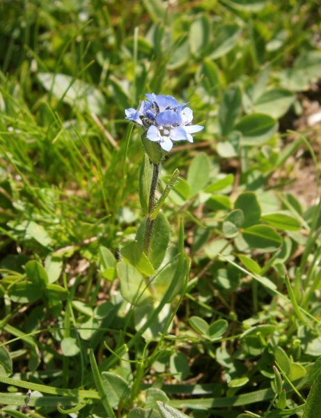 Pflanzenbild gross Masslieb-Ehrenpreis - Veronica bellidioides