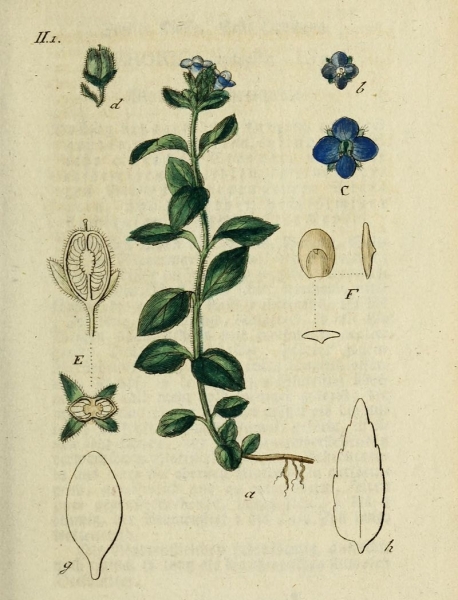 Pflanzenbild gross Alpen-Ehrenpreis - Veronica alpina