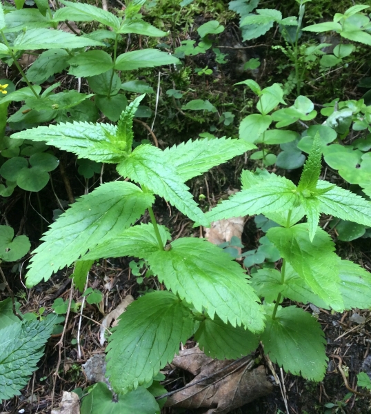 Pflanzenbild gross Nessel-Ehrenpreis - Veronica urticifolia