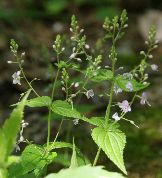Pflanzenbild gross Nessel-Ehrenpreis - Veronica urticifolia