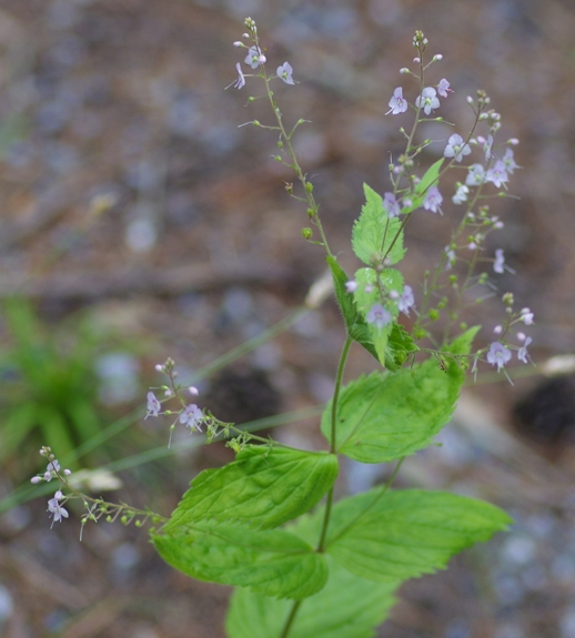 Pflanzenbild gross Nessel-Ehrenpreis - Veronica urticifolia