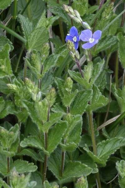 Pflanzenbild gross Gamander-Ehrenpreis - Veronica chamaedrys
