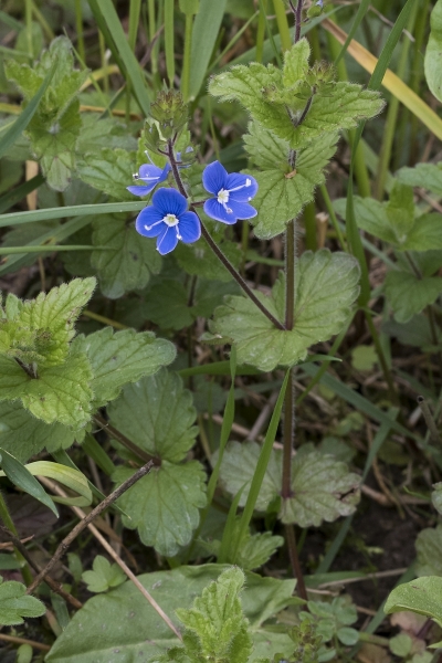 Pflanzenbild gross Gamander-Ehrenpreis - Veronica chamaedrys