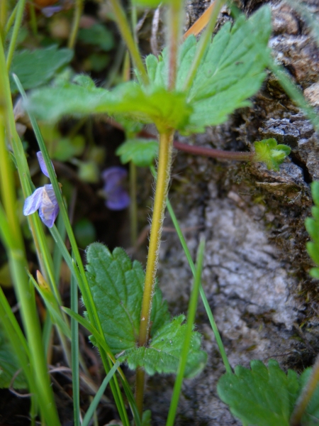 Pflanzenbild gross Gamander-Ehrenpreis - Veronica chamaedrys