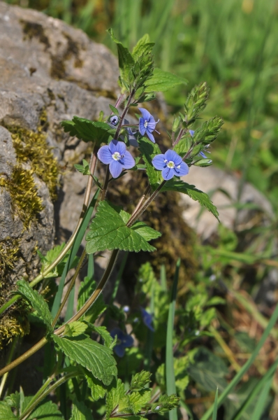 Pflanzenbild gross Gamander-Ehrenpreis - Veronica chamaedrys