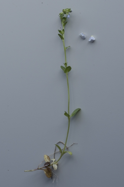 Pflanzenbild gross Gewöhnlicher Thymian-Ehrenpreis - Veronica serpyllifolia subsp. serpyllifolia