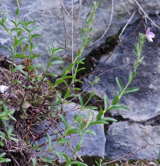 Pflanzenbild gross Halbstrauchiger Ehrenpreis - Veronica fruticulosa