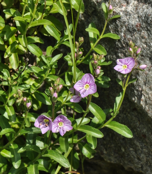Pflanzenbild gross Halbstrauchiger Ehrenpreis - Veronica fruticulosa
