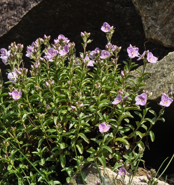 Pflanzenbild gross Halbstrauchiger Ehrenpreis - Veronica fruticulosa