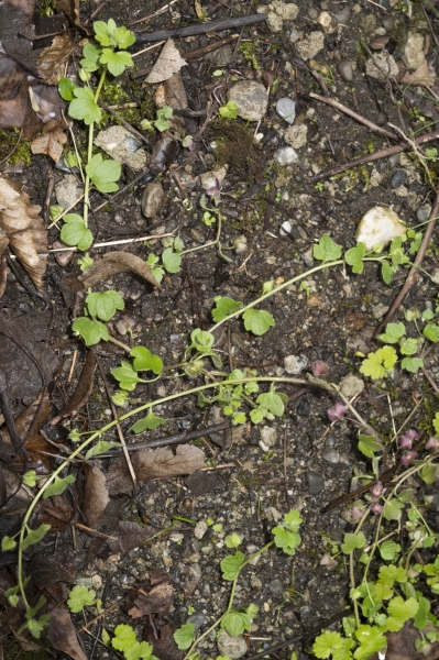 Pflanzenbild gross Efeu-Ehrenpreis - Veronica hederifolia