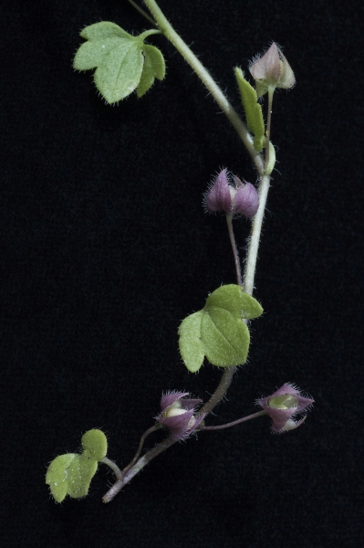 Pflanzenbild gross Efeu-Ehrenpreis - Veronica hederifolia