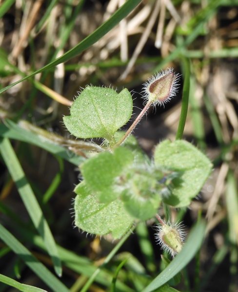 Pflanzenbild gross Efeu-Ehrenpreis - Veronica hederifolia