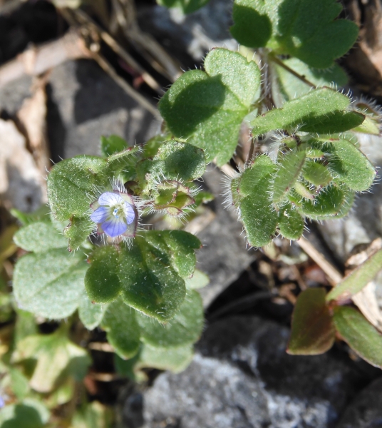 Pflanzenbild gross Efeu-Ehrenpreis - Veronica hederifolia