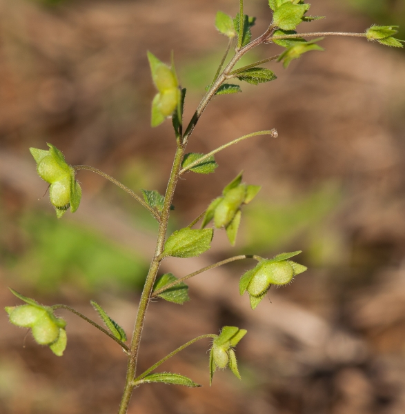 Pflanzenbild gross Persischer Ehrenpreis - Veronica persica