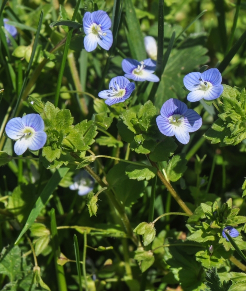Pflanzenbild gross Persischer Ehrenpreis - Veronica persica