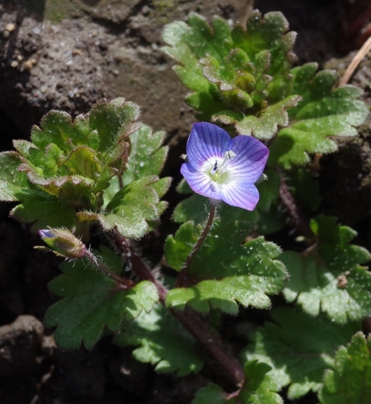Pflanzenbild gross Persischer Ehrenpreis - Veronica persica