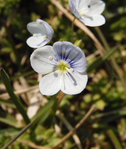Pflanzenbild gross Faden-Ehrenpreis - Veronica filiformis