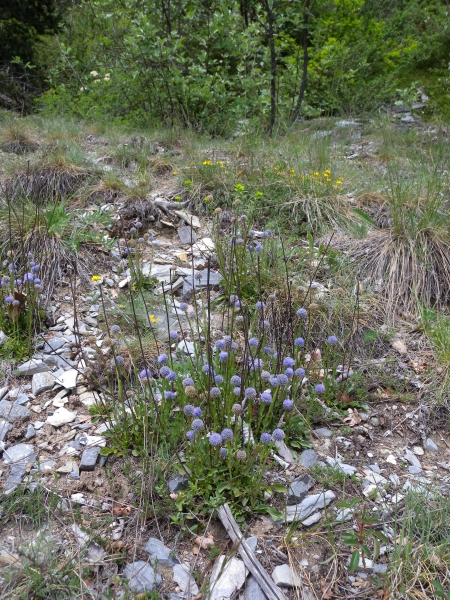 Pflanzenbild gross Gemeine Kugelblume - Globularia bisnagarica