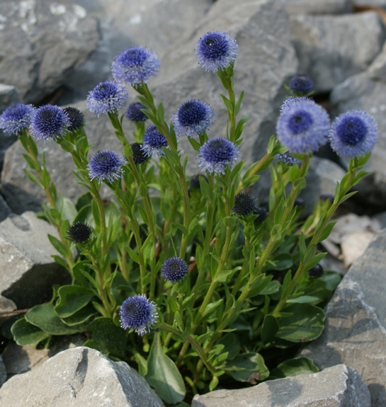 Pflanzenbild gross Gemeine Kugelblume - Globularia bisnagarica