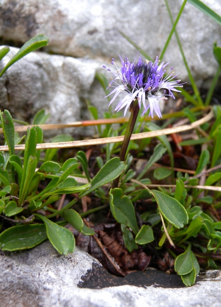 Pflanzenbild gross Herzblättrige Kugelblume - Globularia cordifolia