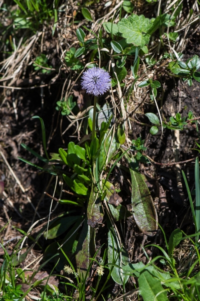 Pflanzenbild gross Schaft-Kugelblume - Globularia nudicaulis