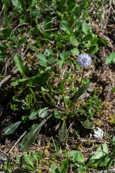 Pflanzenbild gross Schaft-Kugelblume - Globularia nudicaulis