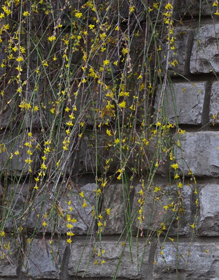 Pflanzenbild gross Winter-Jasmin - Jasminum nudiflorum