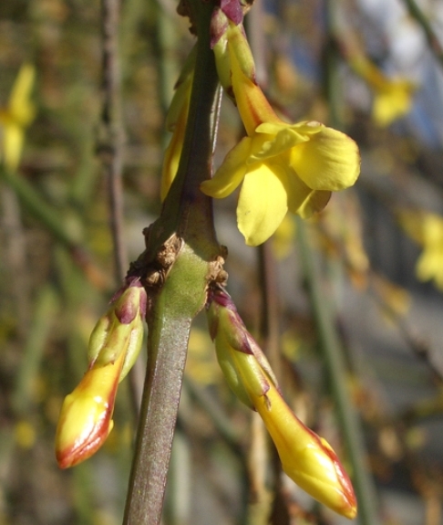 Pflanzenbild gross Winter-Jasmin - Jasminum nudiflorum