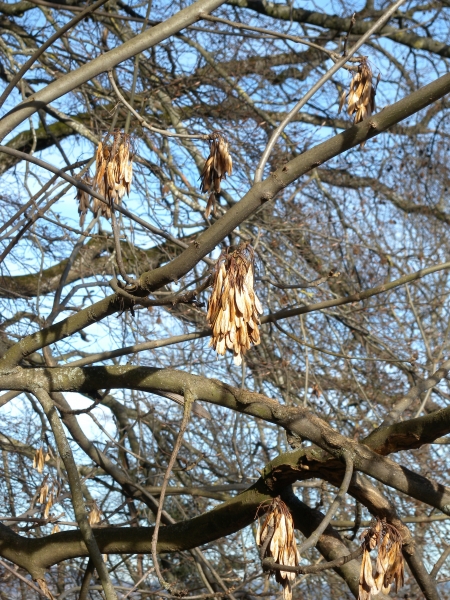 Pflanzenbild gross Gemeine Esche - Fraxinus excelsior