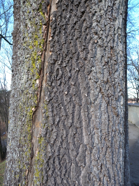 Pflanzenbild gross Gemeine Esche - Fraxinus excelsior