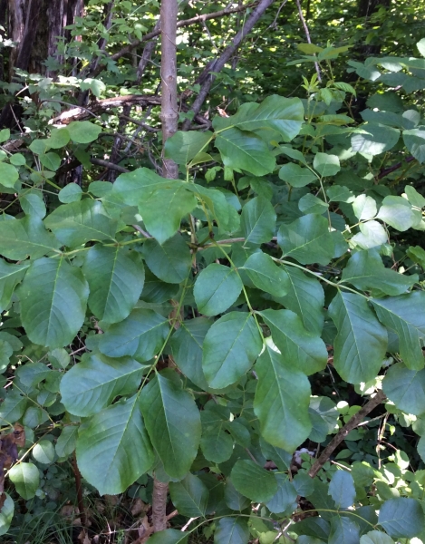 Pflanzenbild gross Manna-Esche - Fraxinus ornus