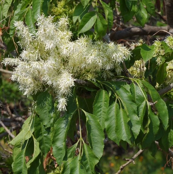 Pflanzenbild gross Manna-Esche - Fraxinus ornus